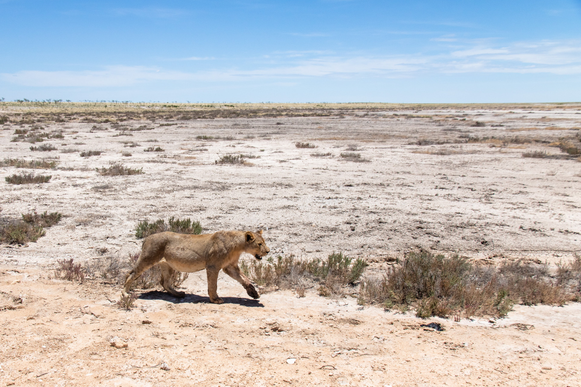 Etosha National Park Locations Namibia Film Commission